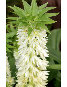 White Eucomis 10 Stem Bunch - Wholesale Pineapple Lily Flowers