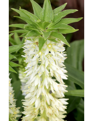 White Eucomis 10 Stem Bunch - Wholesale Pineapple Lily Flowers
