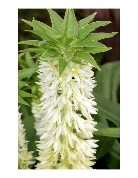 White Eucomis 10 Stem Bunch - Wholesale Pineapple Lily Flowers