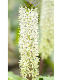 White Eucomis 10 Stem Bunch - Wholesale Pineapple Lily Flowers 2