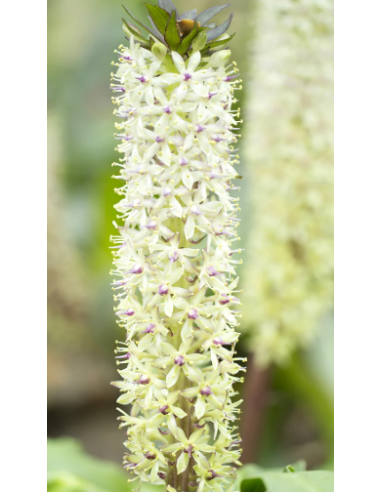 White Eucomis 10 Stem Bunch - Wholesale Pineapple Lily Flowers