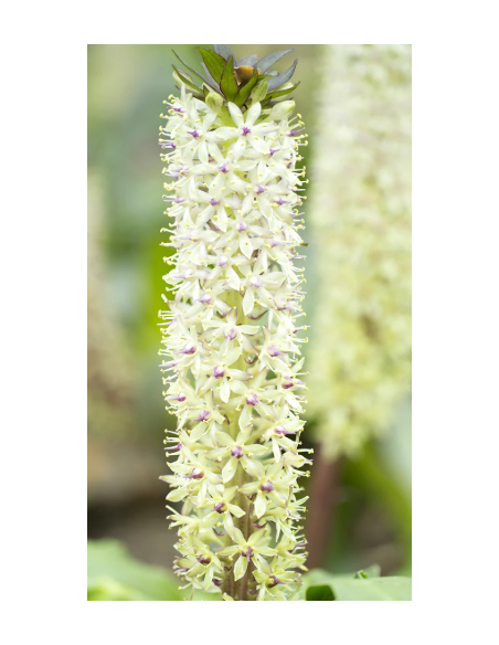 White Eucomis 10 Stem Bunch - Wholesale Pineapple Lily Flowers