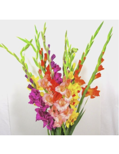 Fresh Gladiolus Stems (10 Stem Bunch) | Wholesale Flowers
