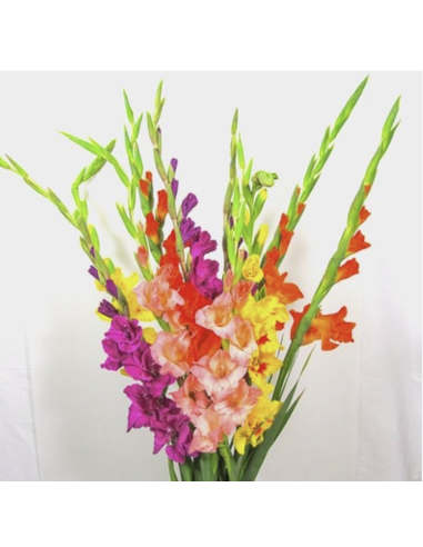 Fresh Gladiolus Stems (10 Stem Bunch) | Wholesale Flowers