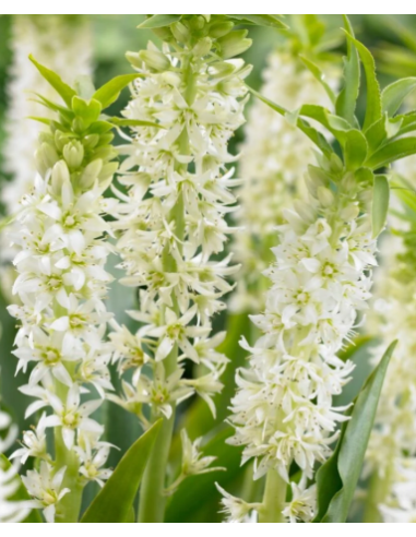 White Eucomis 10 Stem Bunch - Wholesale Pineapple Lily Flowers