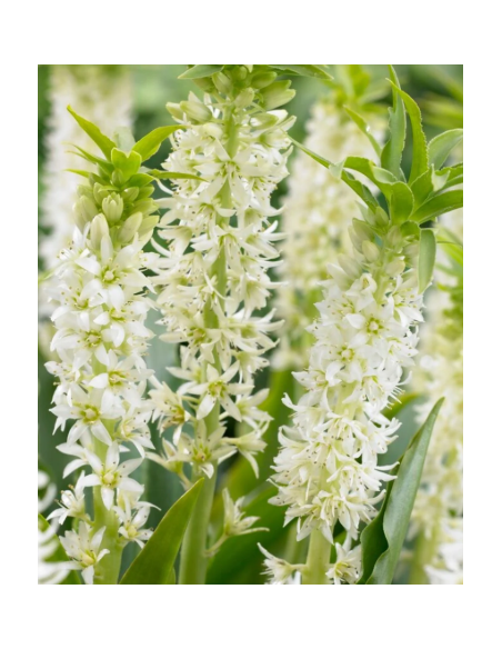 White Eucomis 10 Stem Bunch - Wholesale Pineapple Lily Flowers
