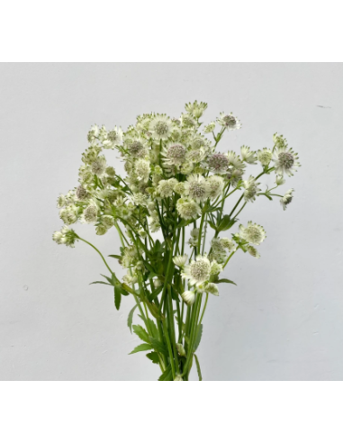 White Astrantia 10 Stem Bunch - Wholesale Masterwort Flowers
