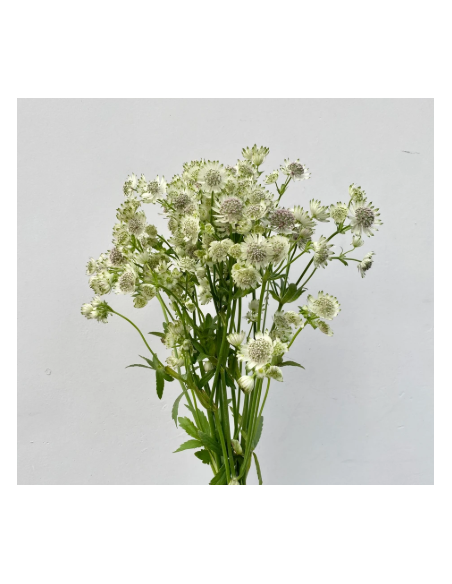 White Astrantia 10 Stem Bunch - Wholesale Masterwort Flowers