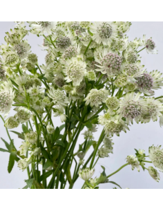 White Astrantia 10 Stem Bunch - Wholesale Masterwort Flowers 2