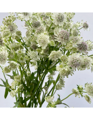 White Astrantia 10 Stem Bunch - Wholesale Masterwort Flowers
