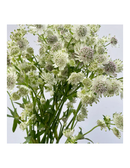 White Astrantia 10 Stem Bunch - Wholesale Masterwort Flowers