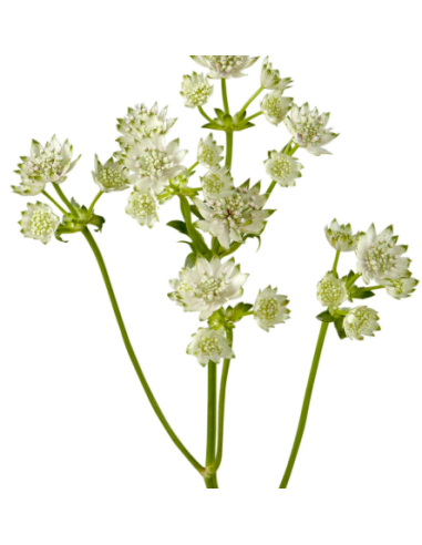 White Astrantia 10 Stem Bunch - Wholesale Masterwort Flowers