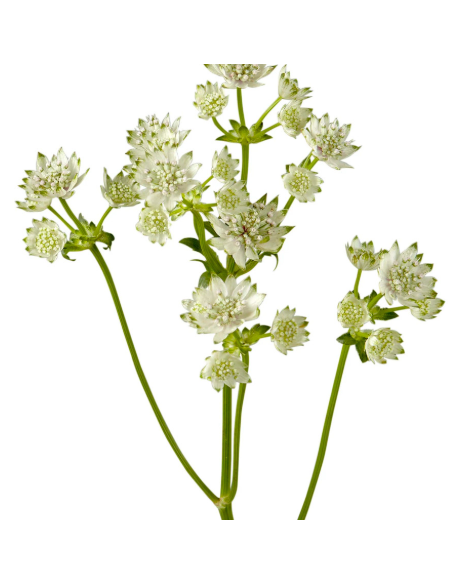 White Astrantia 10 Stem Bunch - Wholesale Masterwort Flowers