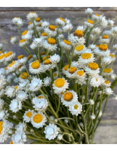 White Ammobium 10 Stem Bunch - Wholesale Specialty Dried & Fresh Flowers
