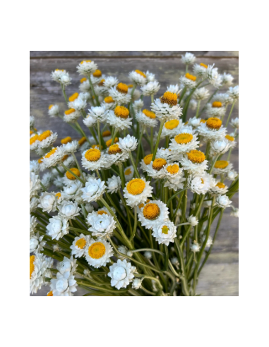White Ammobium 10 Stem Bunch - Wholesale Specialty Dried & Fresh Flowers