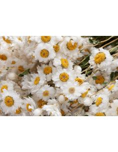 White Ammobium 10 Stem Bunch - Wholesale Specialty Dried & Fresh Flowers 2