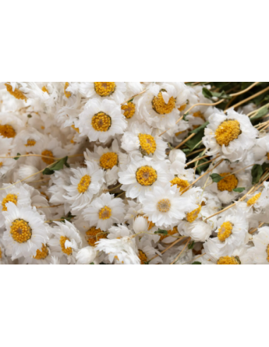 White Ammobium 10 Stem Bunch - Wholesale Specialty Dried & Fresh Flowers