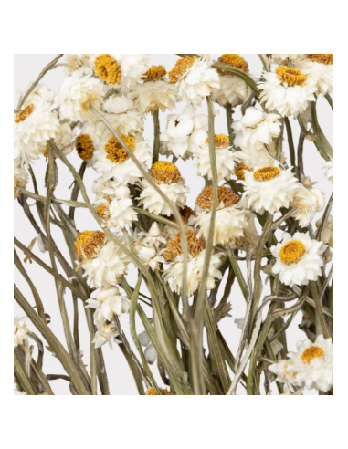 White Ammobium 10 Stem Bunch - Wholesale Specialty Dried & Fresh Flowers