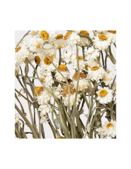 White Ammobium 10 Stem Bunch - Wholesale Specialty Dried & Fresh Flowers