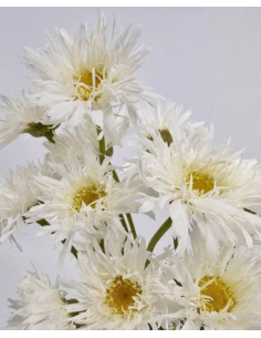 Killian Daisy 10 Stem Bunch - Wholesale Specialty Field Flowers
