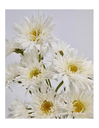 Killian Daisy 10 Stem Bunch - Wholesale Specialty Field Flowers