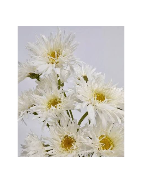 Killian Daisy 10 Stem Bunch - Wholesale Specialty Field Flowers