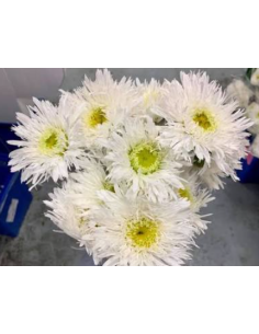 Killian Daisy 10 Stem Bunch - Wholesale Specialty Field Flowers 2