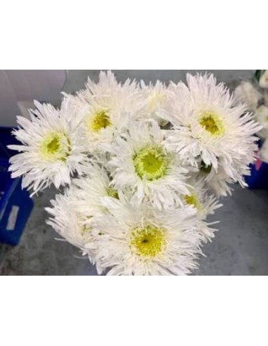 Killian Daisy 10 Stem Bunch - Wholesale Specialty Field Flowers