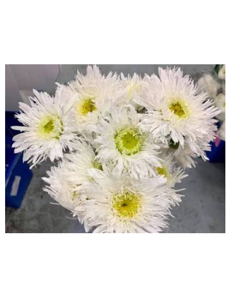 Killian Daisy 10 Stem Bunch - Wholesale Specialty Field Flowers