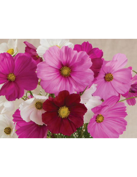 Cosmos Mix White Pink Fuchsia 10 Stem Bunch - Wholesale Flowers