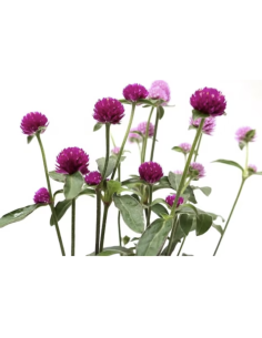 Fresh Assorted Gomphrena (Grower's Bunch) | Wholesale Fillers