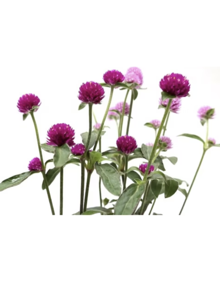 Fresh Assorted Gomphrena (Grower's Bunch) | Wholesale Fillers