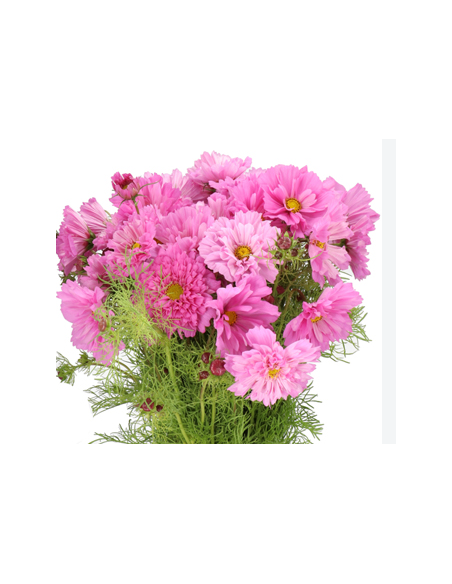 Cosmos Mix White Pink Fuchsia 10 Stem Bunch - Wholesale Flowers