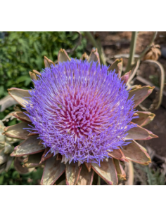 Flowering Artichoke - Wholesale Specialty Focal Flowers