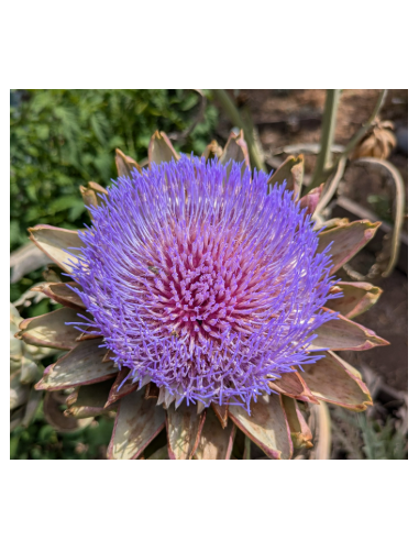 Flowering Artichoke - Wholesale Specialty Focal Flowers