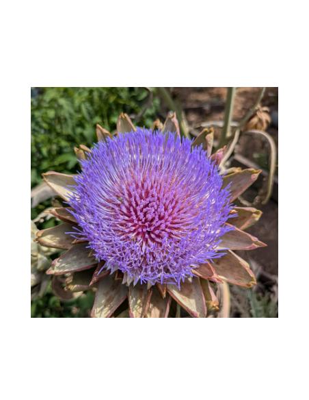 Flowering Artichoke - Wholesale Specialty Focal Flowers