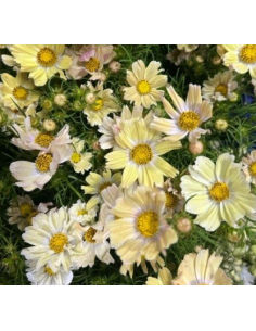 Yellow Cosmos 10 Stem Bunch - Wholesale Specialty Flowers