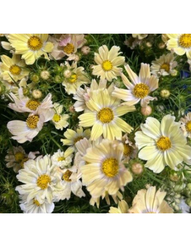Yellow Cosmos 10 Stem Bunch - Wholesale Specialty Flowers