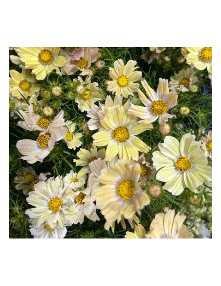 Yellow Cosmos 10 Stem Bunch - Wholesale Specialty Flowers