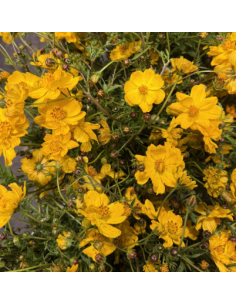 Yellow Cosmos 10 Stem Bunch - Wholesale Specialty Flowers 2