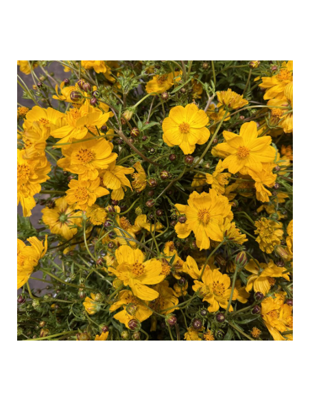 Yellow Cosmos 10 Stem Bunch - Wholesale Specialty Flowers
