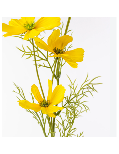 Yellow Cosmos 10 Stem Bunch - Wholesale Specialty Flowers