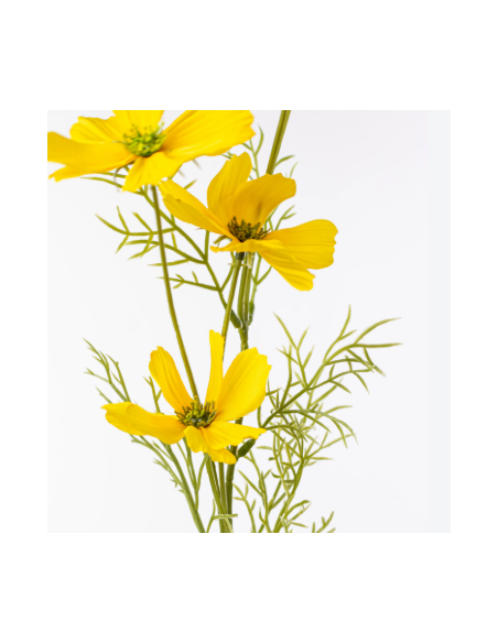 Yellow Cosmos 10 Stem Bunch - Wholesale Specialty Flowers