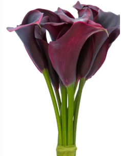 Mini Calla Lily Assorted 10 Stem Bunch - Wholesale Flowers