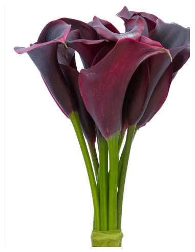 Mini Calla Lily Assorted 10 Stem Bunch - Wholesale Flowers