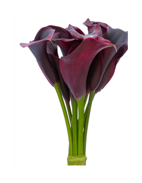 Mini Calla Lily Assorted 10 Stem Bunch - Wholesale Flowers