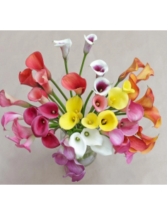 Mini Calla Lily Assorted 10 Stem Bunch - Wholesale Flowers 2