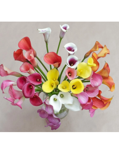 Mini Calla Lily Assorted 10 Stem Bunch - Wholesale Flowers