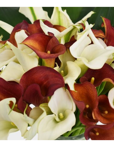 Mini Calla Lily Assorted 10 Stem Bunch - Wholesale Flowers