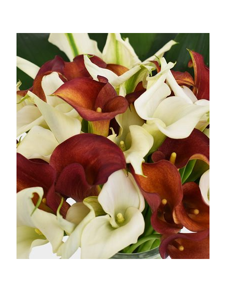 Mini Calla Lily Assorted 10 Stem Bunch - Wholesale Flowers